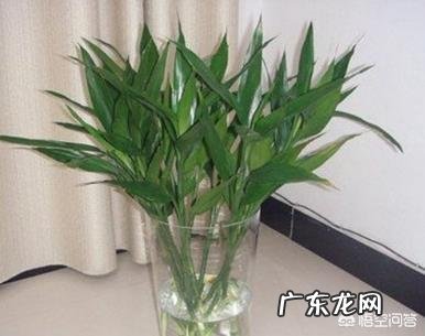 水培富贵竹总是黄叶,怎么施肥才可以?