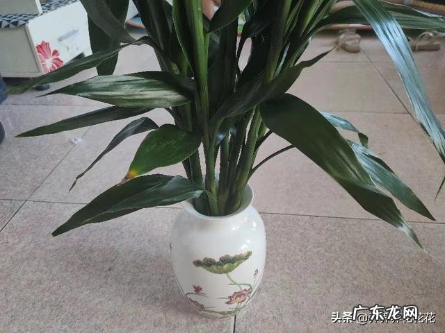 水培富贵竹总是黄叶,怎么施肥才可以?