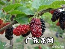 桑葚泡水喝对人体有什么好处？