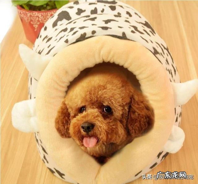 狗狗拉稀吃什么药最好?