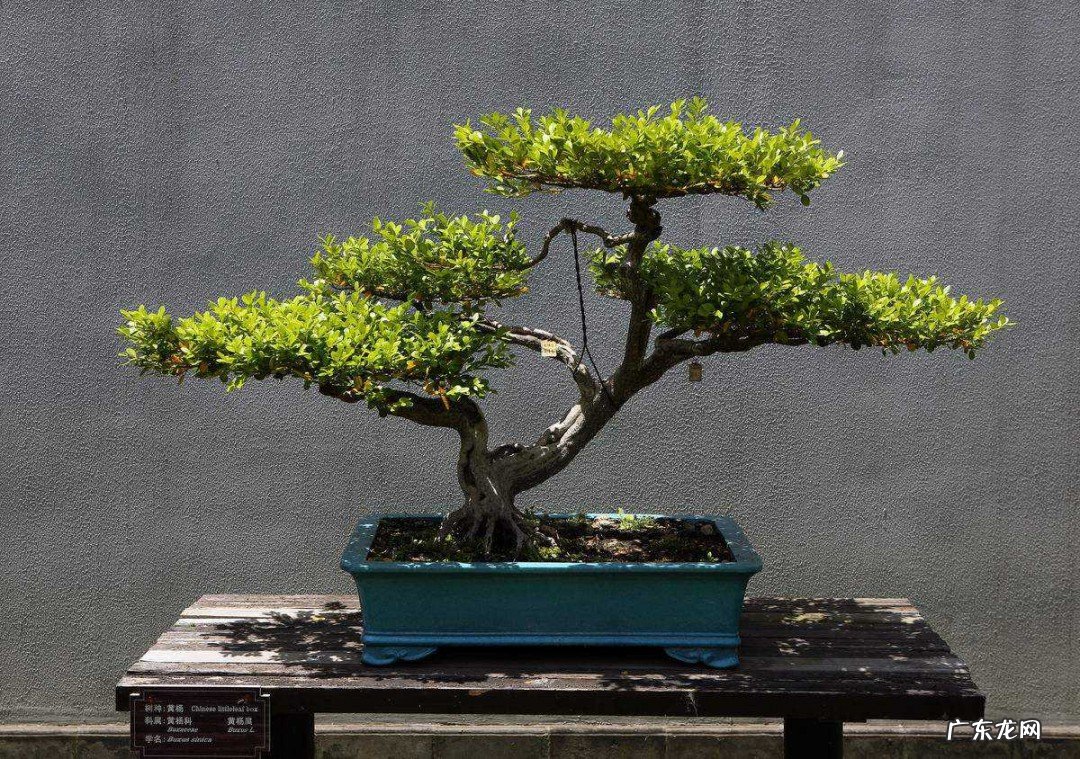 盆景根的种植方法