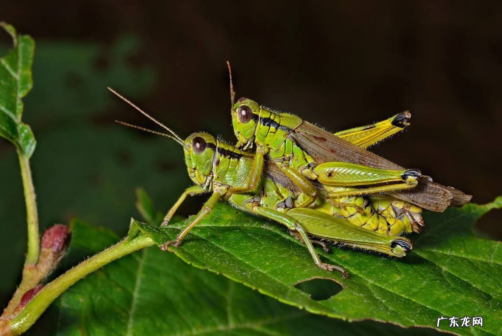 蝗虫出动时整整齐齐是为什么