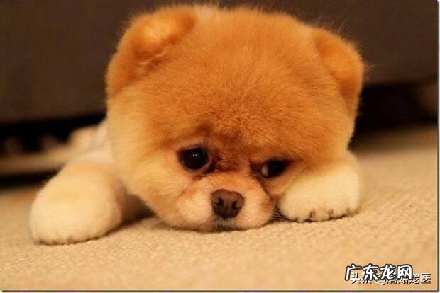 现在因为宠物引起的纠纷越来越多,养宠物需要注意哪些问题?会限制养宠物吗?