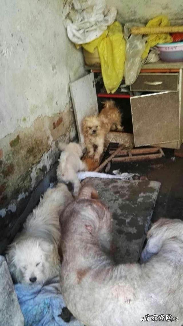 杨晓云的狗这几年一直是一千多只,狗的繁殖能力是一年五倍增长,她的狗都去哪里了?