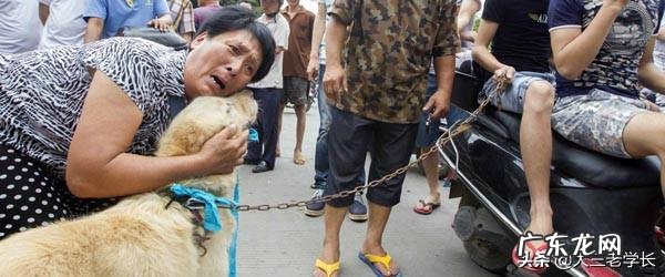 杨晓云的狗这几年一直是一千多只，狗的繁殖能力是一年五倍增长，她的狗都去哪里了？