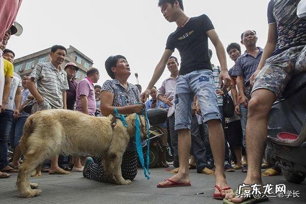 杨晓云的狗这几年一直是一千多只，狗的繁殖能力是一年五倍增长，她的狗都去哪里了？