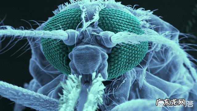 为什么蚊子总叮我?不管多少人,就叮我一个。血型的原因吗?