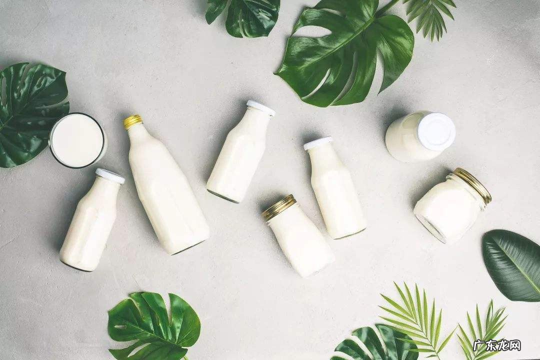 乳酸菌是细菌还是真菌