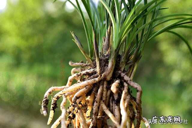 请问兰花换盆后多久可以用兰菌王?