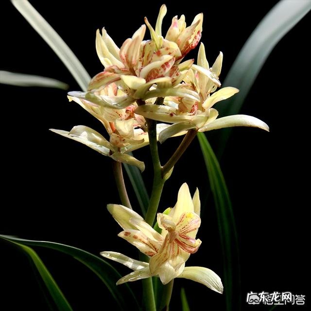 请问兰花换盆后多久可以用兰菌王?