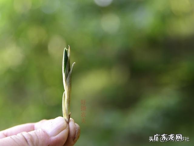 请问兰花换盆后多久可以用兰菌王?