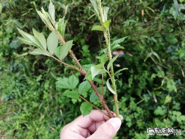 农村山地边,小沟边,一种身上带刺,当地人叫芽芽泡的植物,能吃吗?