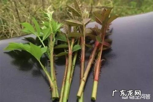 农村山地边，小沟边，一种身上带刺，当地人叫芽芽泡的植物，能吃吗？