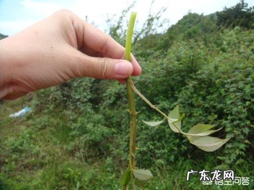 农村山地边，小沟边，一种身上带刺，当地人叫芽芽泡的植物，能吃吗？