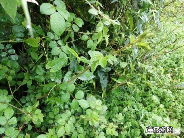 农村山地边,小沟边,一种身上带刺,当地人叫芽芽泡的植物,能吃吗?