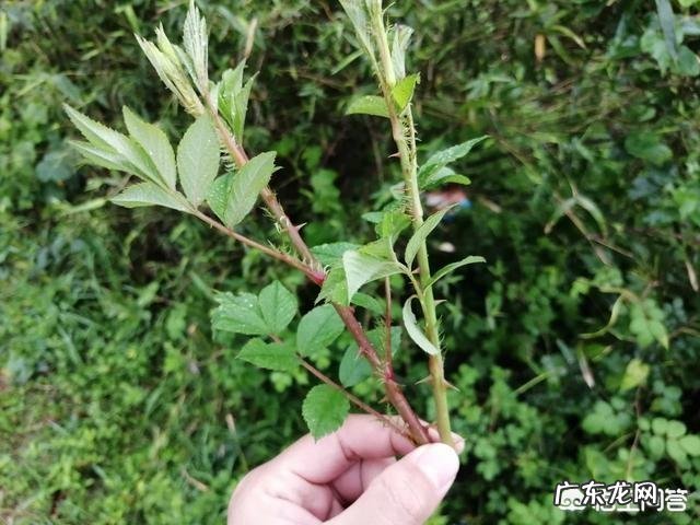 农村山地边,小沟边,一种身上带刺,当地人叫芽芽泡的植物,能吃吗?