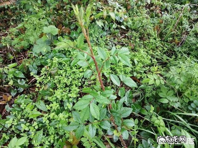 农村山地边,小沟边,一种身上带刺,当地人叫芽芽泡的植物,能吃吗?