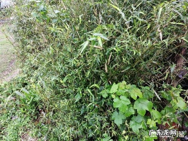 农村山地边,小沟边,一种身上带刺,当地人叫芽芽泡的植物,能吃吗?