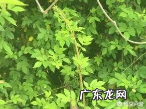 农村山地边，小沟边，一种身上带刺，当地人叫芽芽泡的植物，能吃吗？