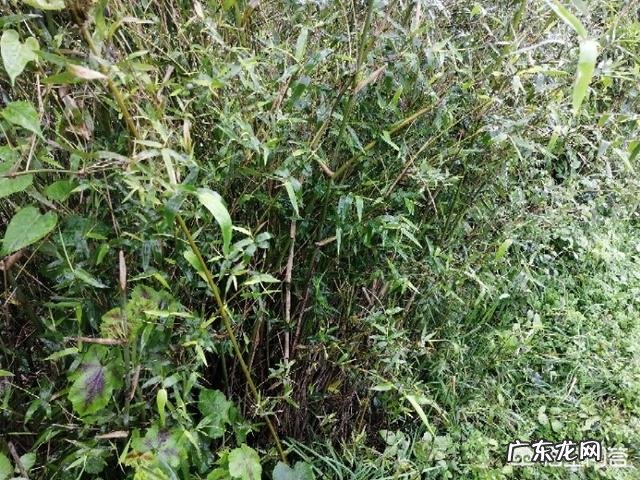 农村山地边,小沟边,一种身上带刺,当地人叫芽芽泡的植物,能吃吗?