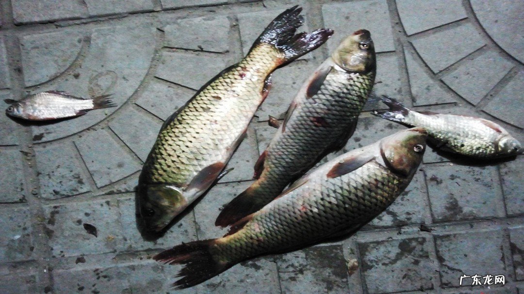 草鱼破肚的方法