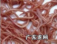 南瓜子泡酒有什么好处?