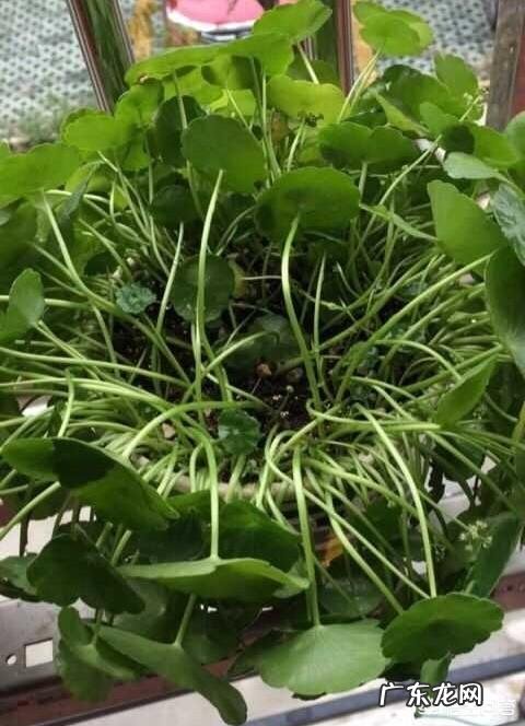 铜钱草长得东倒西歪的,是为什么?