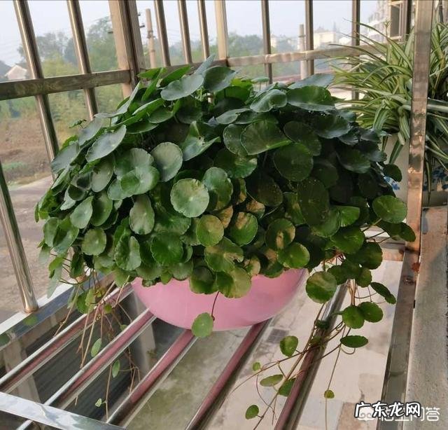 铜钱草长得东倒西歪的,是为什么?