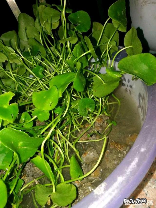 铜钱草长得东倒西歪的,是为什么?