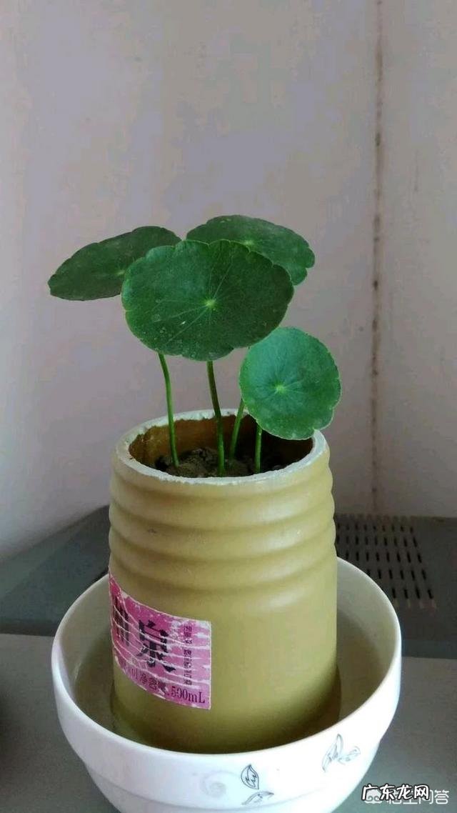 铜钱草长得东倒西歪的,是为什么?