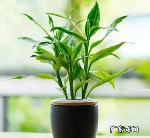 摇钱树有什么风水作用