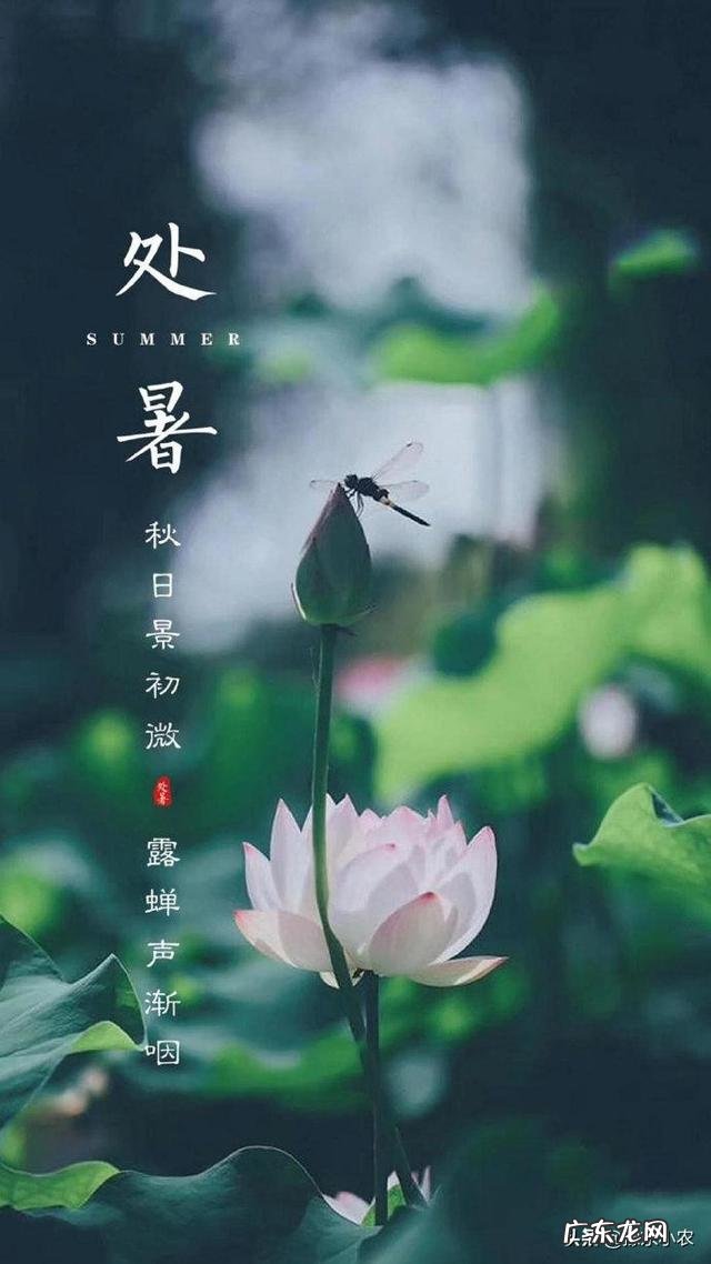 农村俗话说“处暑禾田连夜变”:处暑的含义是什么?