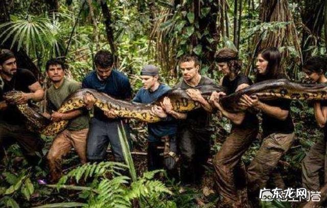 蛇最大能长到多大?