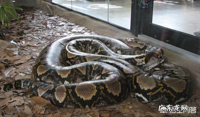 蛇最大能长到多大?