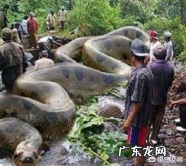 蛇最大能长到多大？