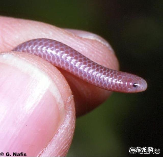 蛇最大能长到多大?