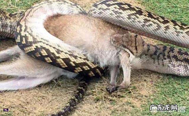 蛇最大能长到多大?