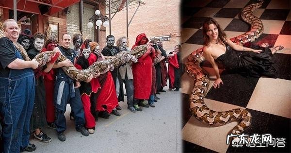 蛇最大能长到多大？