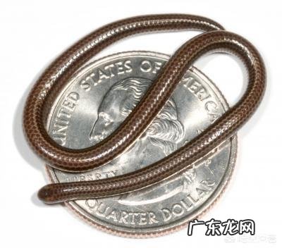 蛇最大能长到多大?