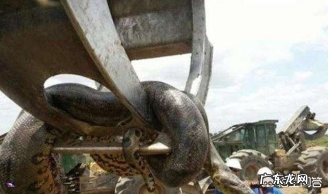 蛇最大能长到多大?