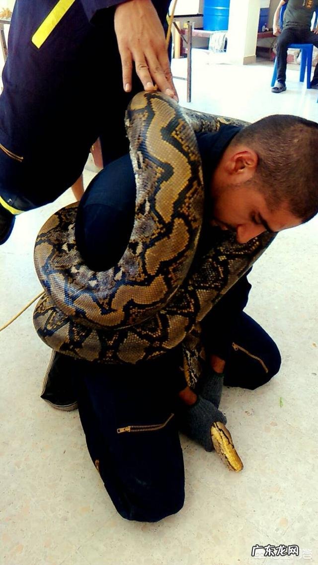 蛇最大能长到多大?