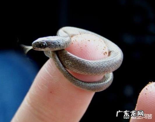 蛇最大能长到多大?