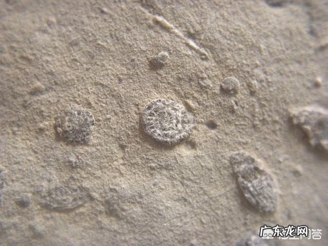 地球上第一个生物是怎么诞生的?