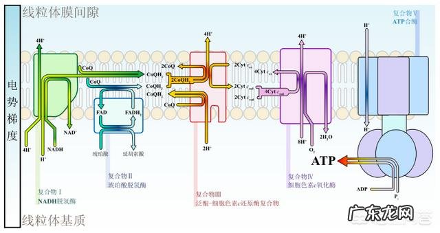 地球上第一个生物是怎么诞生的?