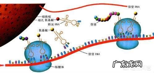 地球上第一个生物是怎么诞生的?