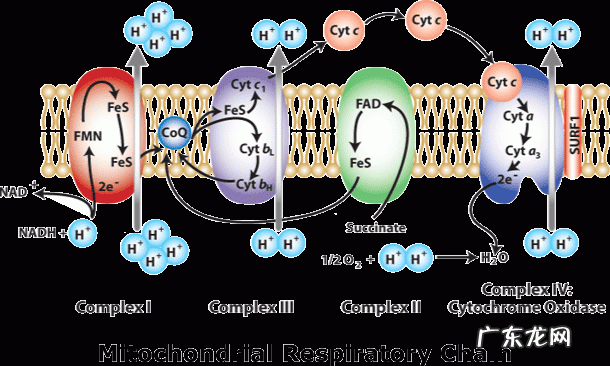 地球上第一个生物是怎么诞生的?
