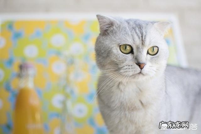 男友不太懂猫,买了一只折耳猫,我们该注意些什么?