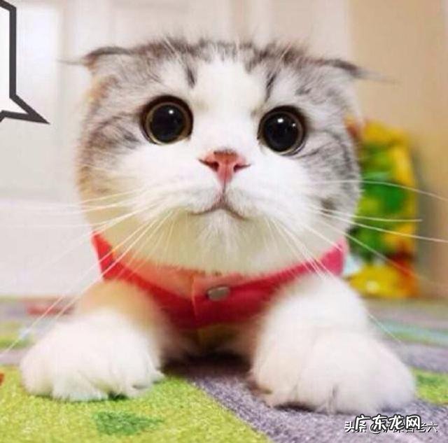 男友不太懂猫,买了一只折耳猫,我们该注意些什么?