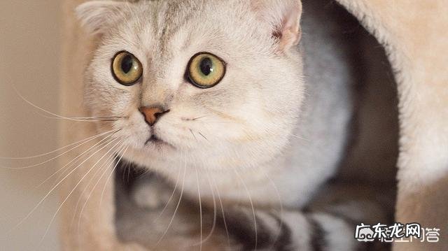 男友不太懂猫,买了一只折耳猫,我们该注意些什么?