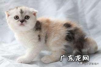 男友不太懂猫,买了一只折耳猫,我们该注意些什么?